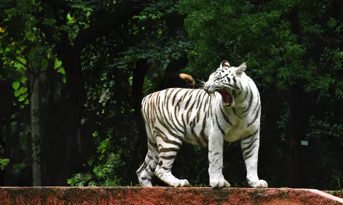 White Tiger Cub Adopted At Zoo White Tiger Cub Adopted At Zoo