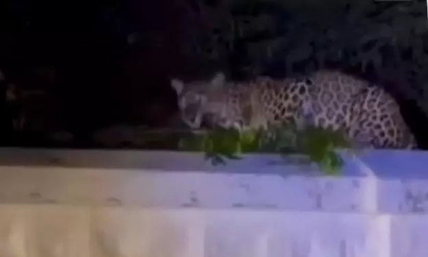 Leopard Spotted on Retaining Wall Near Bannari Amman Temple Leopard Spotted on Retaining Wall Near Bannari Amman Temple