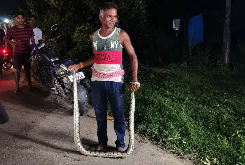 Nearly 10-Foot Python Rescued In Odisha Nearly 10-Foot Python Rescued In Odisha