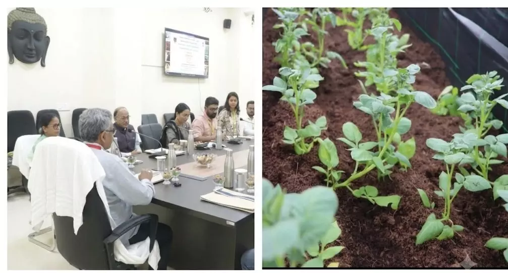 Odisha: CUO, CIP Demonstrate New Potato Seed Production Technologies Odisha: CUO, CIP Demonstrate New Potato Seed Production Technologies