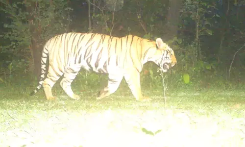 C’garh: Indravati Tiger Reserve In South Bastar To Reopen After 4 Decades On November 1