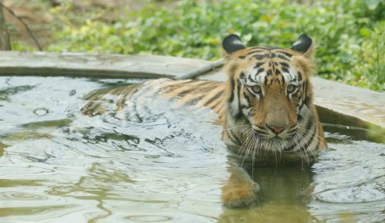 Mumbai: Tigress Bijalee Passes Away at SGNP Due to Age-Related Ailments Mumbai: Tigress Bijalee Passes Away at SGNP Due to Age-Related Ailments