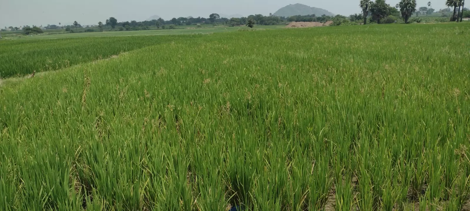 Karimnagar: Majority Of Farmers Raising Long-Duration Paddy Karimnagar: Majority Of Farmers Raising Long-Duration Paddy