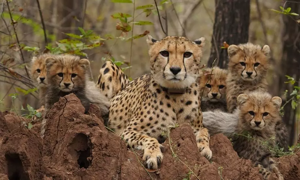 4 Years Of Cheetah Project: Breeding Females, Surviving 2nd Generation Cubs Mark Consolidation Phase 4 Years Of Cheetah Project: Breeding Females, Surviving 2nd Generation Cubs Mark Consolidation Phase