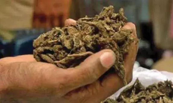 Four Booked Under PD Act In 387-Kg Ganja Haul Four Booked Under PD Act In 387-Kg Ganja Haul