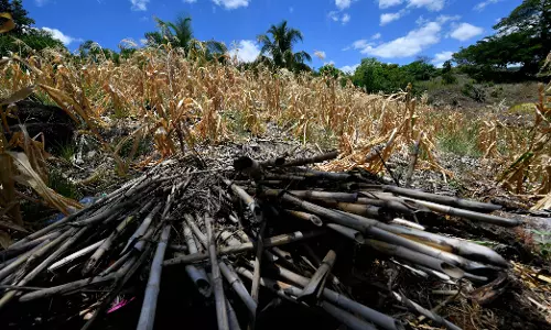 Karnataka Declares 23 More Taluks Drought-Hit, Tally Rises to 124