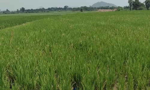 Karimnagar: Majority Of Farmers Raising Long-Duration Paddy Karimnagar: Majority Of Farmers Raising Long-Duration Paddy