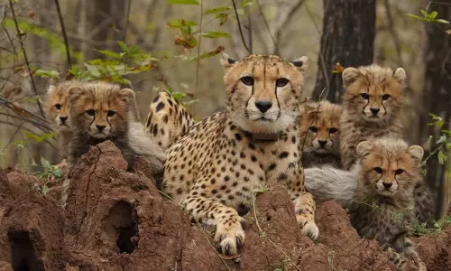 4 Years Of Cheetah Project: Breeding Females, Surviving 2nd Generation Cubs Mark Consolidation Phase