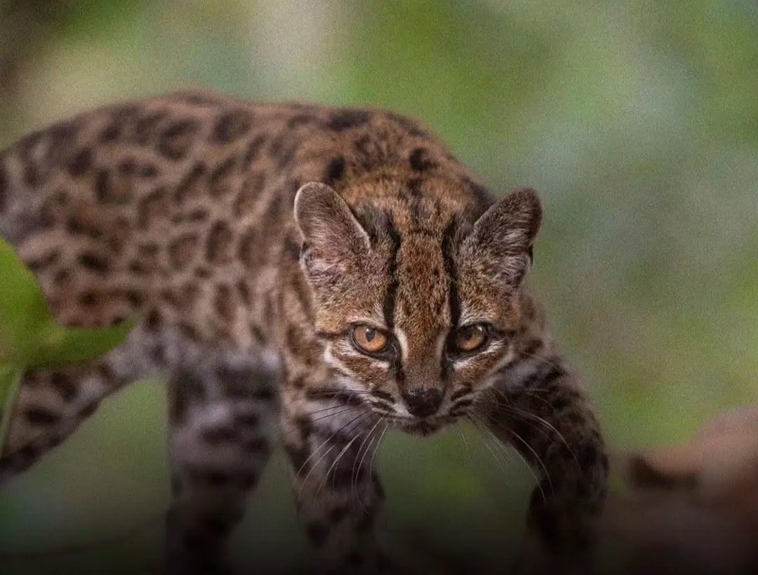 New Cat Species Identified in Bolivia, First in Over a Century New Cat Species Identified in Bolivia, First in Over a Century