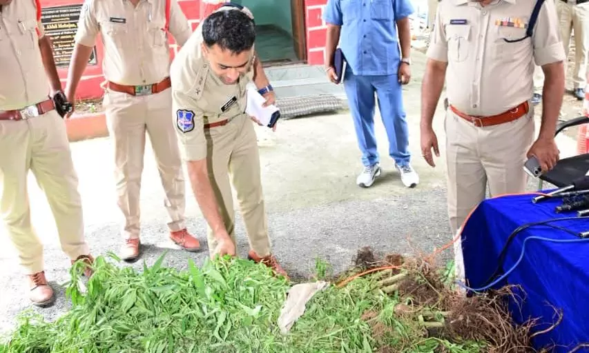Rs.38.5 Lakh Worth Ganja Plants Seized in Adilabad, 2 Cases Booked Rs.38.5 Lakh Worth Ganja Plants Seized in Adilabad, 2 Cases Booked