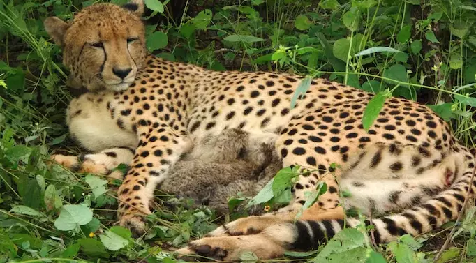India-Born Cheetah Gives Birth To Four Cubs At Kuno National Park India-Born Cheetah Gives Birth To Four Cubs At Kuno National Park