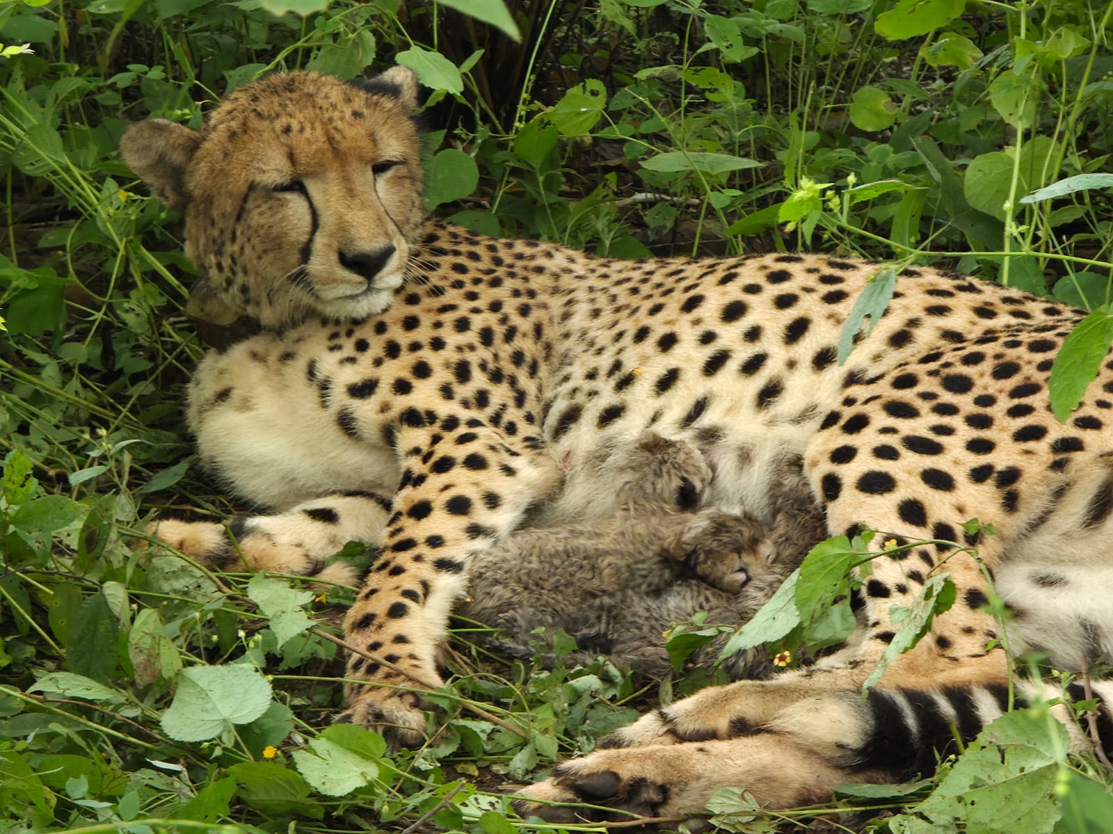 Kuno’s India-Born Cheetah Gives Birth To 4 Cubs, P