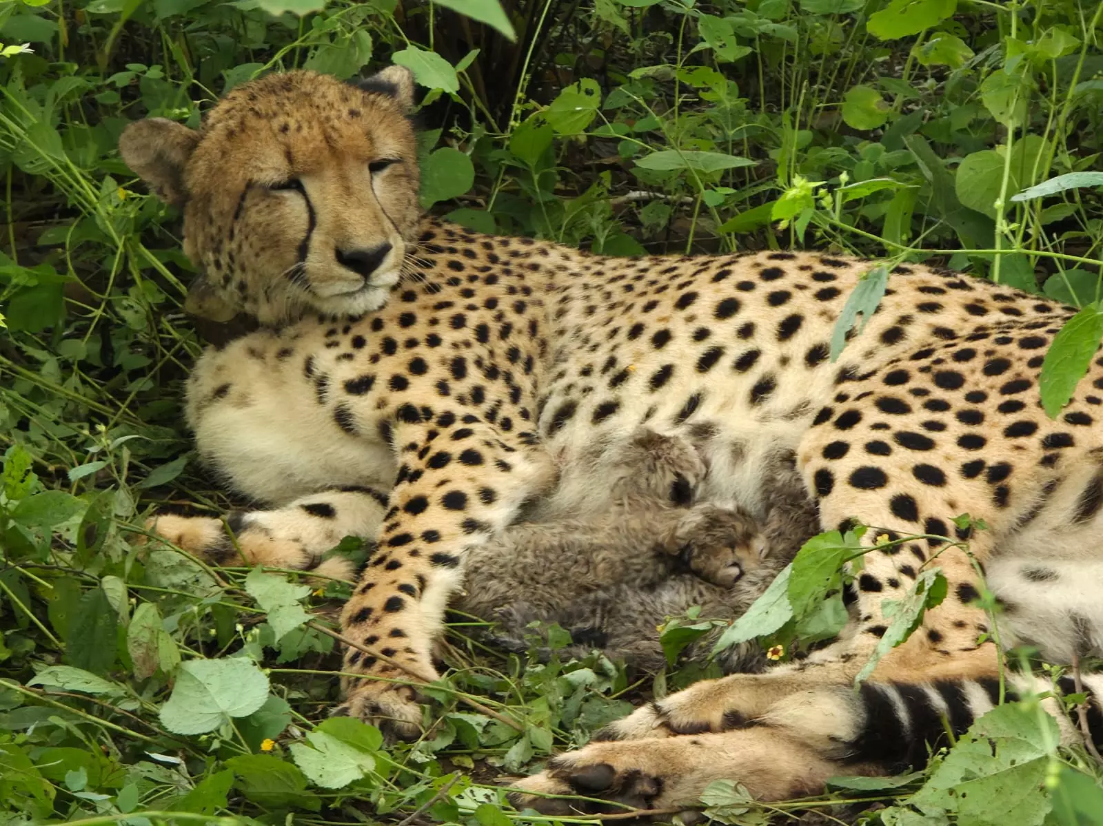 Kuno’s India-Born Cheetah Gives Birth To 4 Cubs, Population Reaches 56 Kuno’s India-Born Cheetah Gives Birth To 4 Cubs, Population Reaches 56