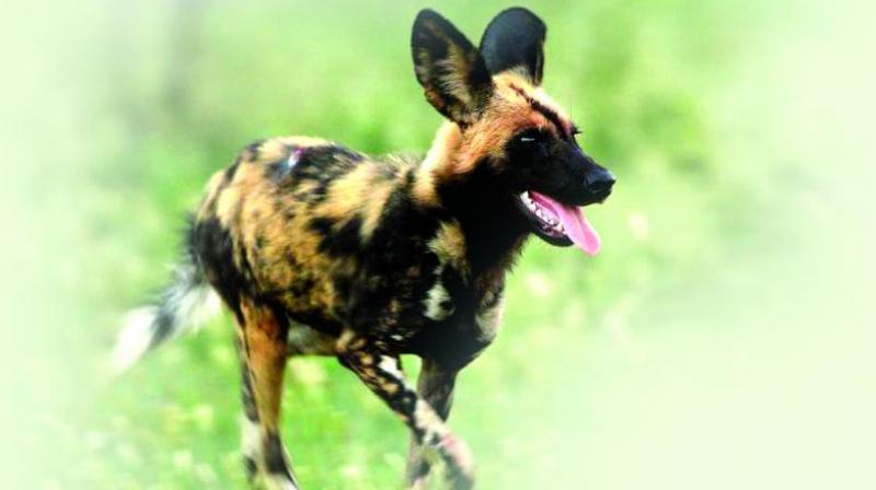 Foresters Expand Anti-Poaching Measures Across NSTR
