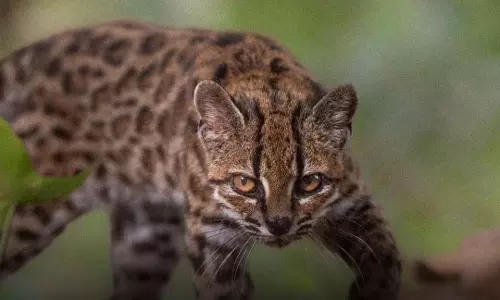 New Cat Species Identified in Bolivia, First in Over a Century