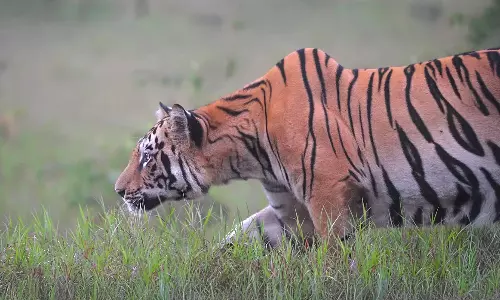 Wildlife tourism needs to look beyond the tiger, Says Gajendra Singh Rathore Wildlife tourism needs to look beyond the tiger, Says Gajendra Singh Rathore