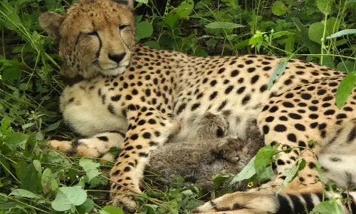 Kuno’s India-Born Cheetah Gives Birth To 4 Cubs, Population Reaches 56 Kuno’s India-Born Cheetah Gives Birth To 4 Cubs, Population Reaches 56