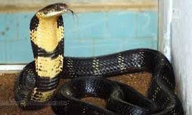 AP REecords 4,111 Snakebite Cases, Six Deaths In 2