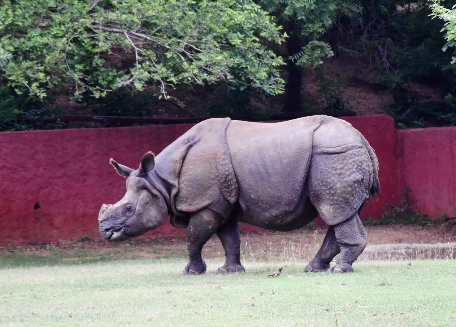 IREC, Luxury Expo Adopt One-Horn Rhino For Three Months At Nehru Zoo Park IREC, Luxury Expo Adopt One-Horn Rhino For Three Months At Nehru Zoo Park