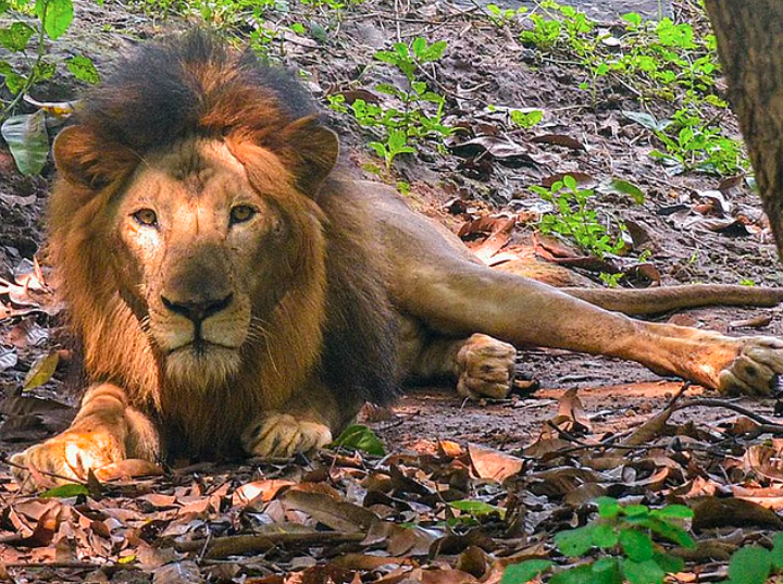 Ten Lions Found Dead In Suspected Poisoning Incide