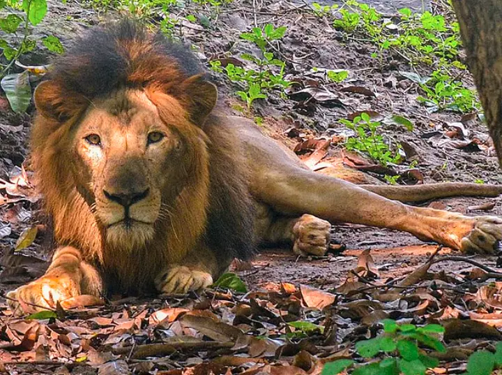 Ten Lions Found Dead In Suspected Poisoning Incident In Tanzania Ten Lions Found Dead In Suspected Poisoning Incident In Tanzania