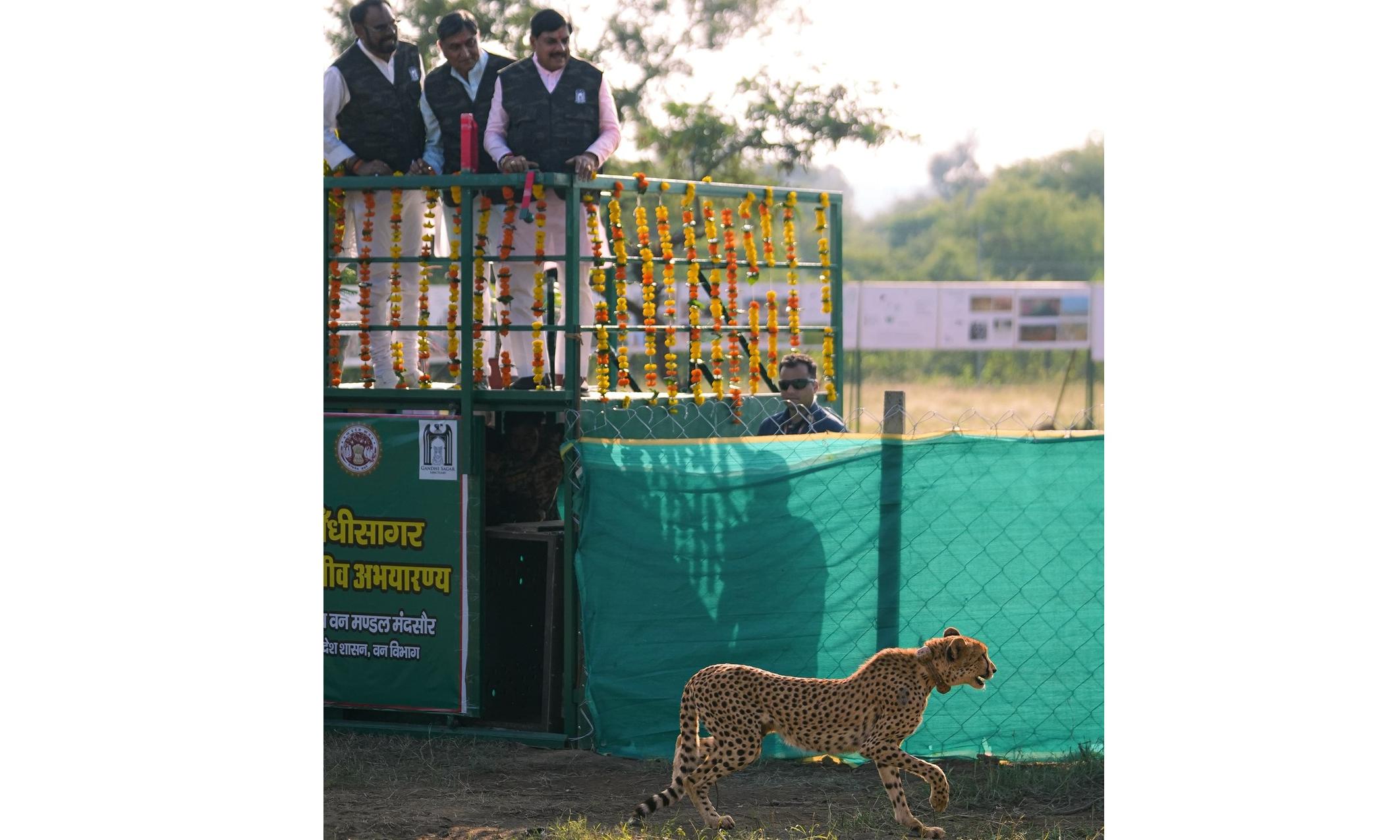 Botswana Female Cheetah Moved to Gandhi Sagar Sanctuary, Madhya Pradesh