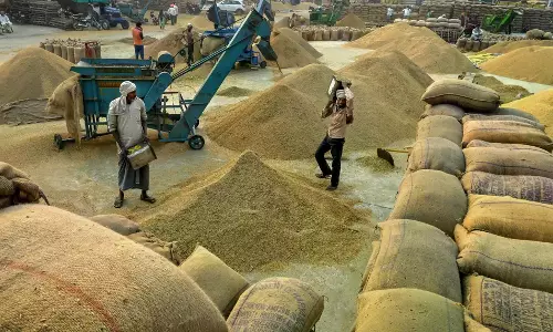 Paddy Procurement Begins, Farmers Can Report Irregularities