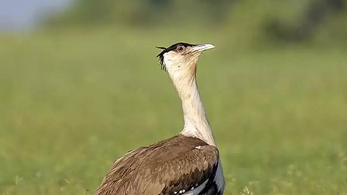 Jaisalmer Mine Near Great Indian Bustard Priority Area Closer to Clearance Jaisalmer Mine Near Great Indian Bustard Priority Area Closer to Clearance
