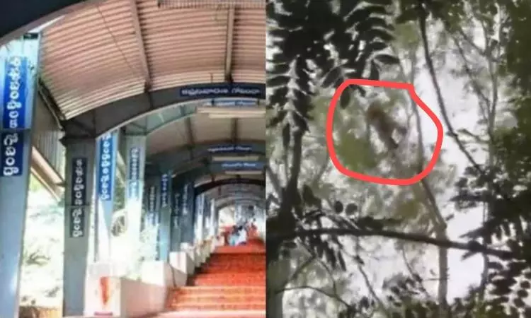 Leopard Spotted Near Tirumala Steps, Panic Among Devotees Leopard Spotted Near Tirumala Steps, Panic Among Devotees