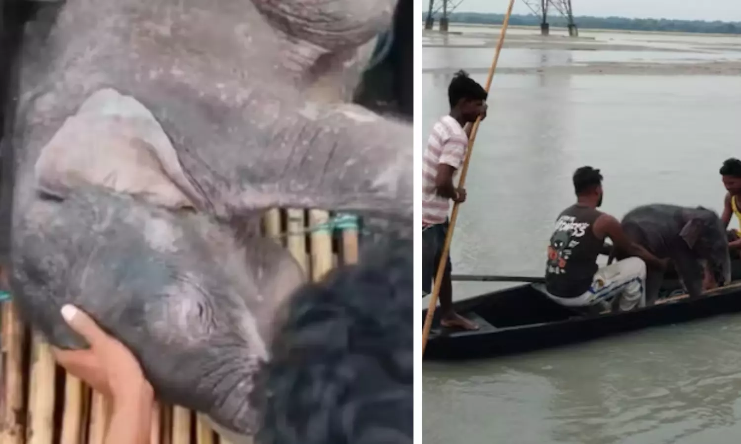 Elephant Calf Swept Away By Teesta Rescued By Fishermen In Bengal Elephant Calf Swept Away By Teesta Rescued By Fishermen In Bengal