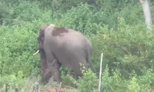 Mourning Elephant Captured After 48-Hour Vigil At Companion’s Death Site Mourning Elephant Captured After 48-Hour Vigil At Companion’s Death Site