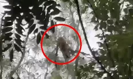 Tirupati: Leopard Sighting Sparks Panic on Alipiri Footpath