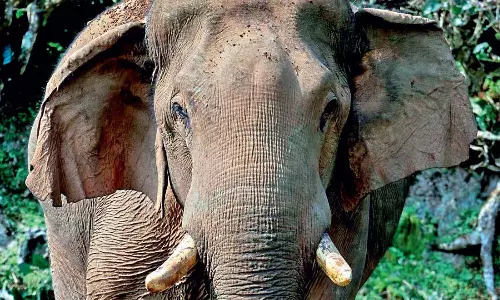 Notorious Wild Jumbo Chakkakkomban Kills Tribal Man in Idukki Notorious Wild Jumbo Chakkakkomban Kills Tribal Man in Idukki