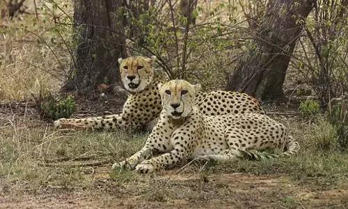 Cheetah CCB 2 Explores Gandhi Sagar, Hunts First Prey, Eyes Mate Prabhas Cheetah CCB 2 Explores Gandhi Sagar, Hunts First Prey, Eyes Mate Prabhas