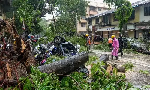 GVMC Clears 33 Fallen Trees, Steps Up Rain Emergency Response GVMC Clears 33 Fallen Trees, Steps Up Rain Emergency Response