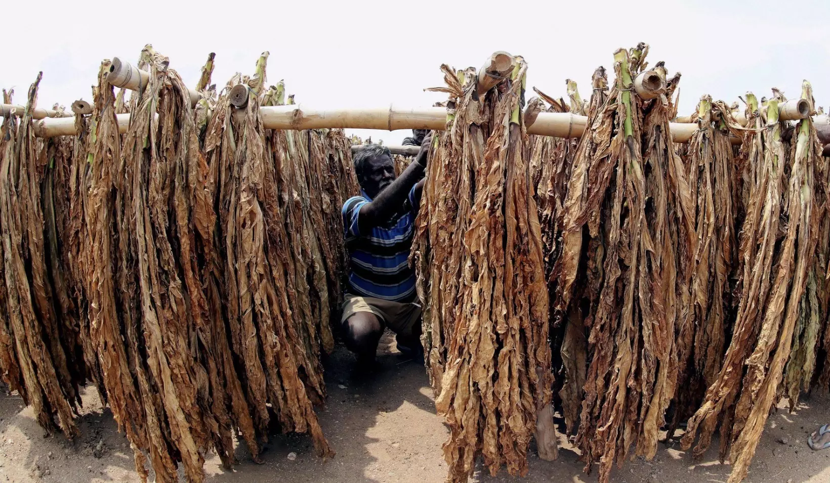 Excess FCV Tobacco Sale Allowed, `226 Crore Relief For Growers Excess FCV Tobacco Sale Allowed, `226 Crore Relief For Growers
