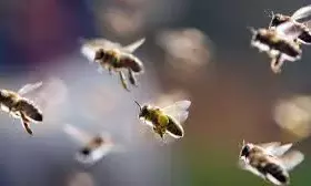 Bees Attack School Kids In Srikakulam District Bees Attack School Kids In Srikakulam District