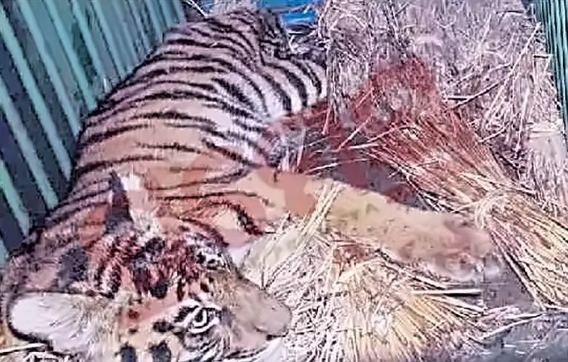 Tiger Cub Rescued After Entering House in Odisha’s Mayurbhanj District Tiger Cub Rescued After Entering House in Odisha’s Mayurbhanj District