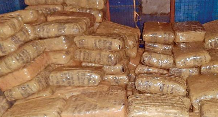 Chennai Customs Seize Hydroponic Ganja Worth Rs 5.26 Crore