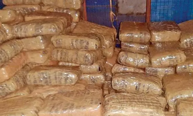 Odisha Police Seize 128 Kg Ganja Consignment Destined for Andhra Pradesh Odisha Police Seize 128 Kg Ganja Consignment Destined for Andhra Pradesh