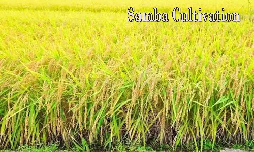 Thanjavur Farmers Seek Samba Package From Govt