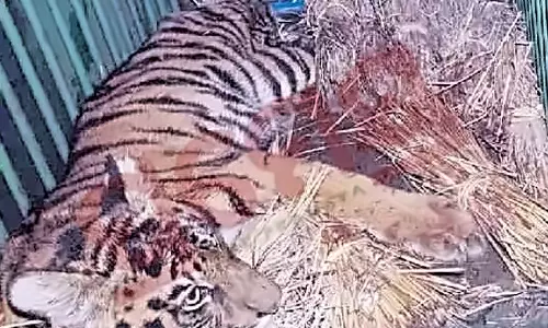 Tiger Cub Rescued After Entering House in Odisha’s Mayurbhanj District