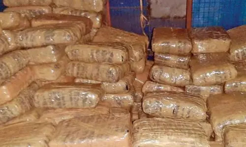 Odisha Police Seize 128 Kg Ganja Consignment Destined for Andhra Pradesh Odisha Police Seize 128 Kg Ganja Consignment Destined for Andhra Pradesh