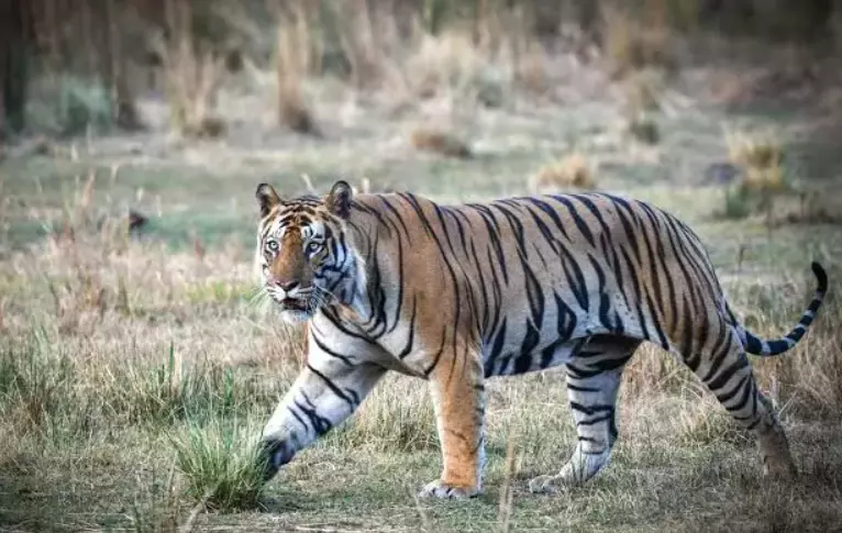Vikarabad: Tiger Attacks Cow at Goshala, Panic Among Villagers Vikarabad: Tiger Attacks Cow at Goshala, Panic Among Villagers