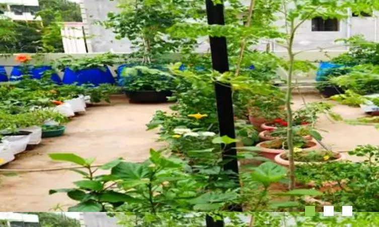 Kurnool To Add 60,000 Hectares Under Horticulture, Says Collector Kurnool To Add 60,000 Hectares Under Horticulture, Says Collector