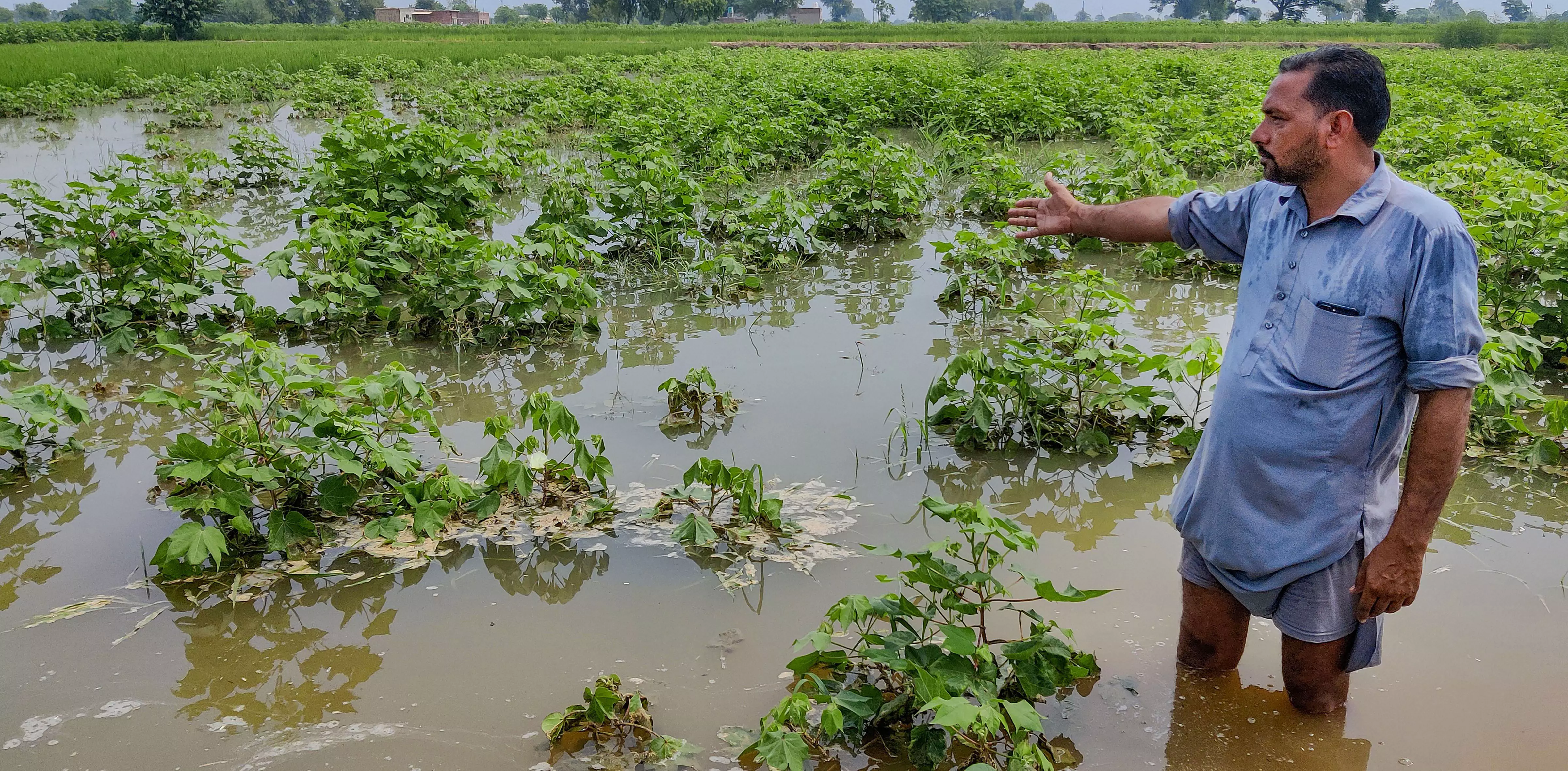 Godavari Swells in Mulugu: 1,000 Acres of Chilli Crops Submerged, NH-163 Traffic Disrupted Godavari Swells in Mulugu: 1,000 Acres of Chilli Crops Submerged, NH-163 Traffic Disrupted