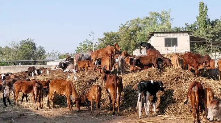 Livestock Suffer Neglect At Kakinada SPCA Livestock Suffer Neglect At Kakinada SPCA
