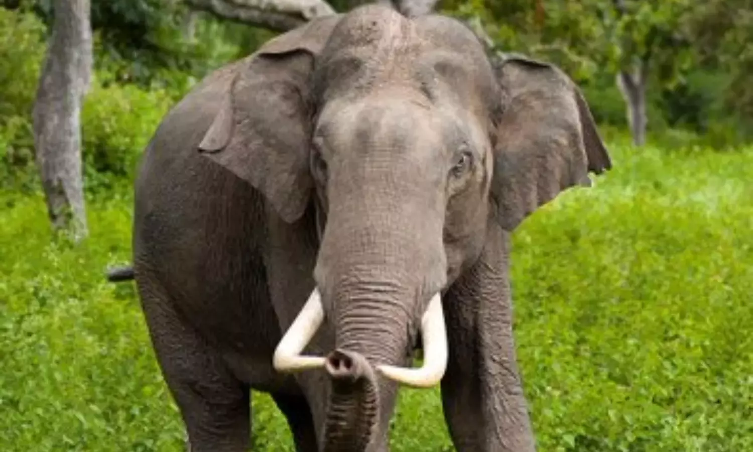 Rs. 7,500 Spent A Day On Kumkis, Yet Elephant Menace Persists In Manyam Rs. 7,500 Spent A Day On Kumkis, Yet Elephant Menace Persists In Manyam