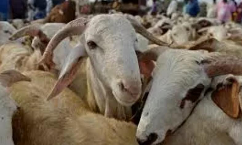Train Kills Around 100 Sheep Near Yadadri Railway Tracks