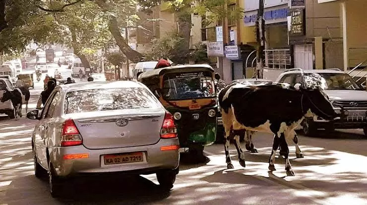 College Student Dies In Accident Due To Stray Cattle College Student Dies In Accident Due To Stray Cattle